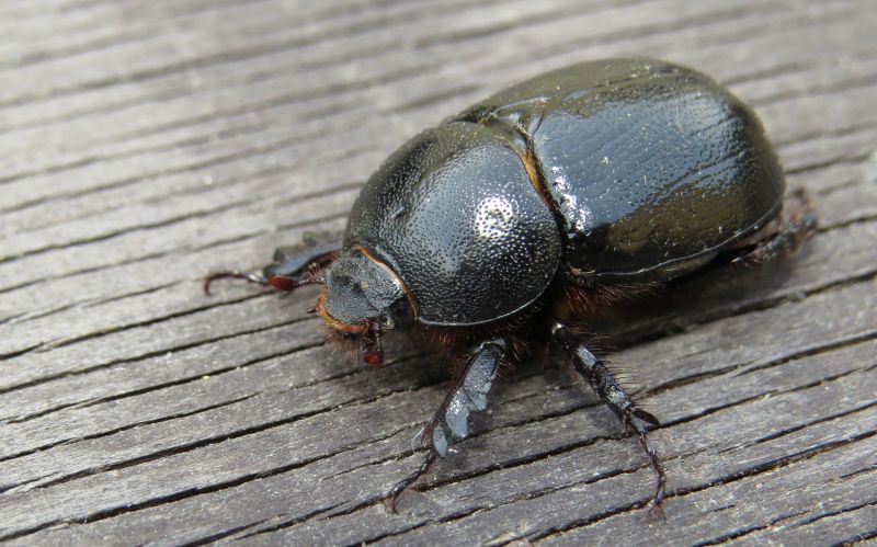 Pentodon bidens punctatus, Dynastidae